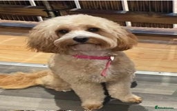 Cavapoo dogs for sale: Beautiful Cavapoo F1BB Puppies - Image 7