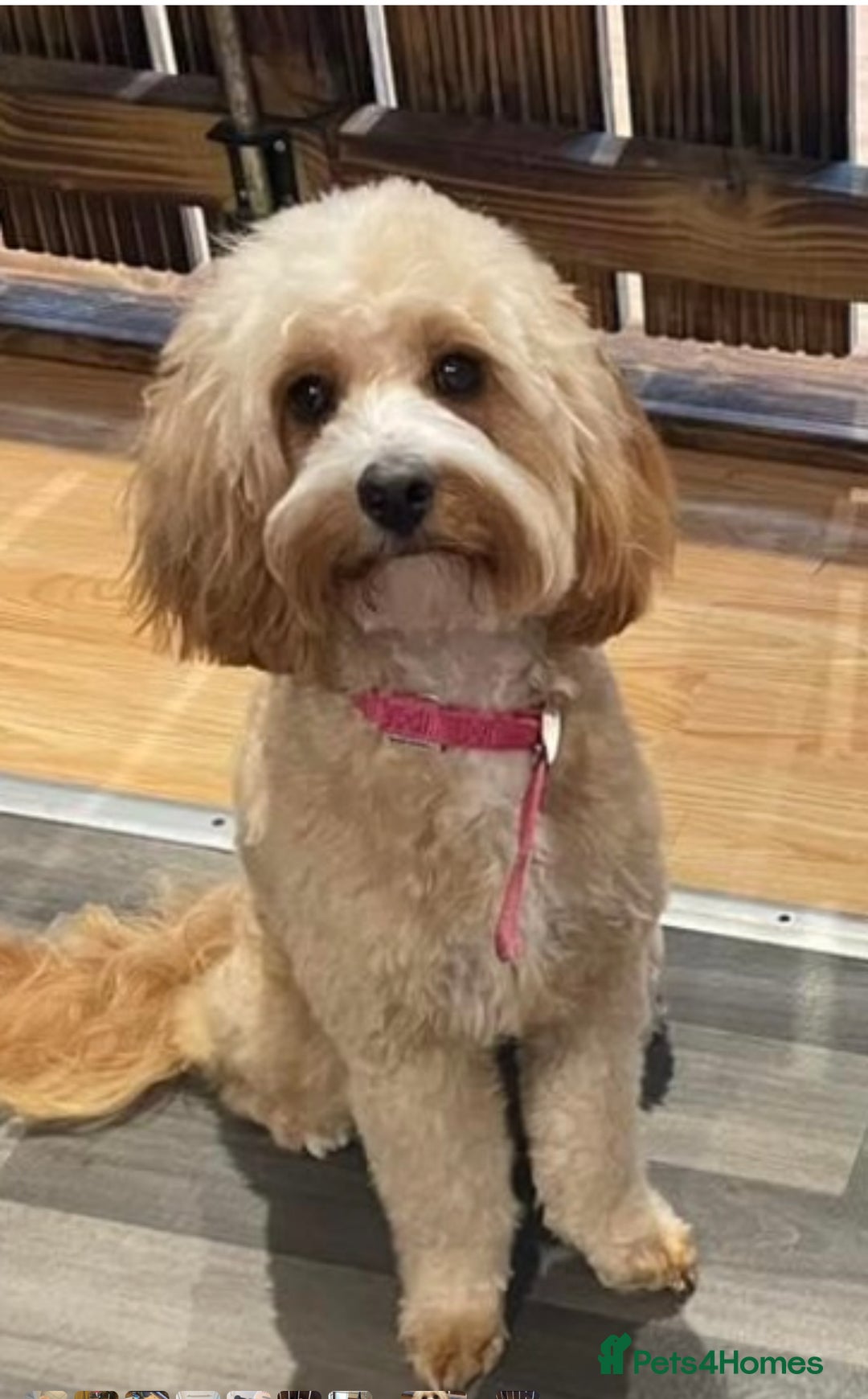 Cavapoo dogs for sale: Beautiful Cavapoo F1BB Puppies - Image 7