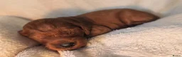 Irish Doodle dogs for sale: Irish doodle puppies - Advert 12