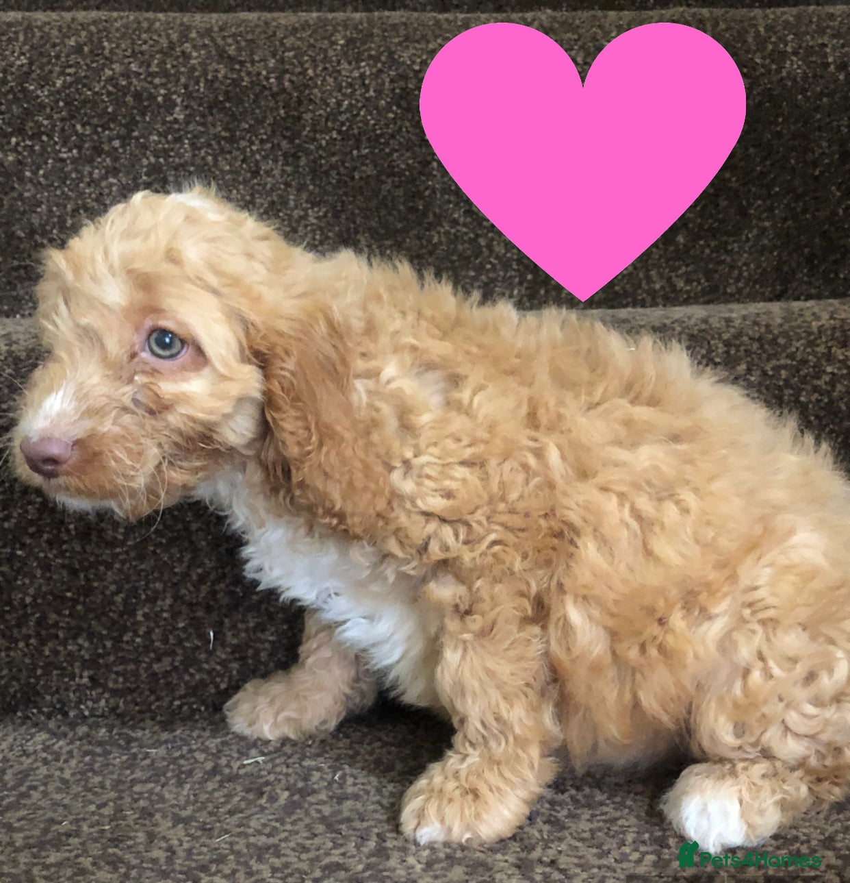 Cockapoo dogs 6 beautiful f1 puppies  - Advert 2