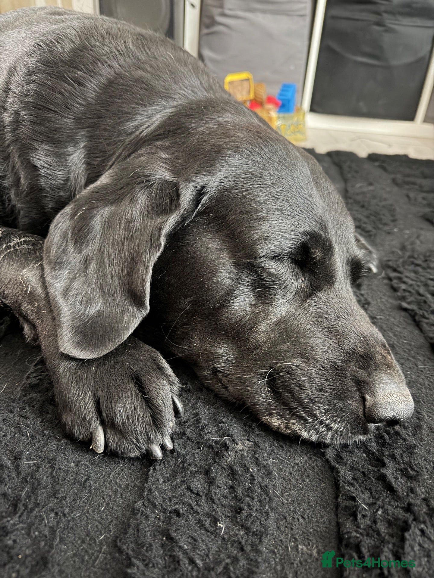 Labrador Retriever dogs 6 year old Black Labrador  - Advert 1