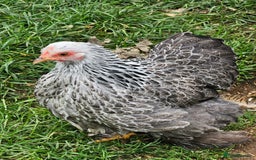 Chickens poultry for sale: Hybrids and bantams for sale - Image 6