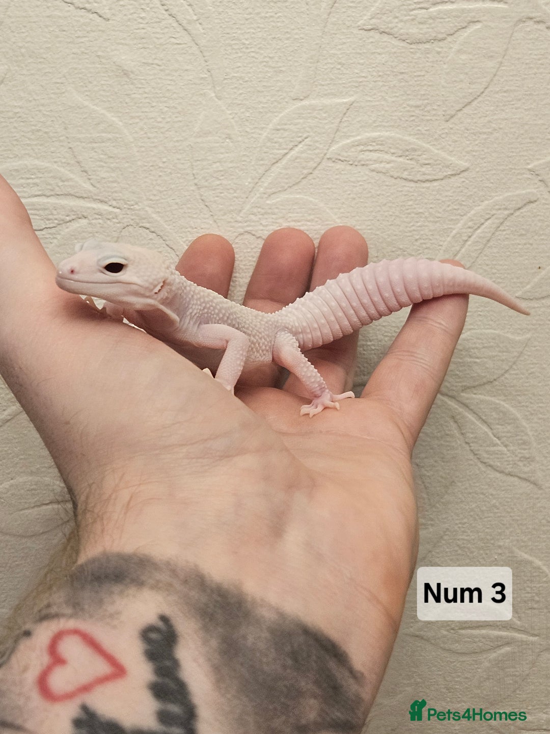 Leopard Gecko reptiles for sale: Leopard geckos babies various morphs  - Image 5
