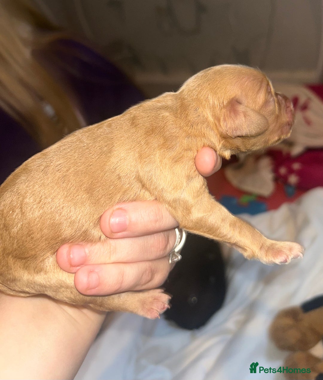 Cockapoo dogs for sale: F1 cockapoos  - Advert 7