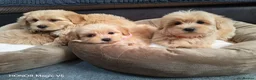 Maltipoo dogs for sale: Miniature Maltipoo Puppies - Advert 18