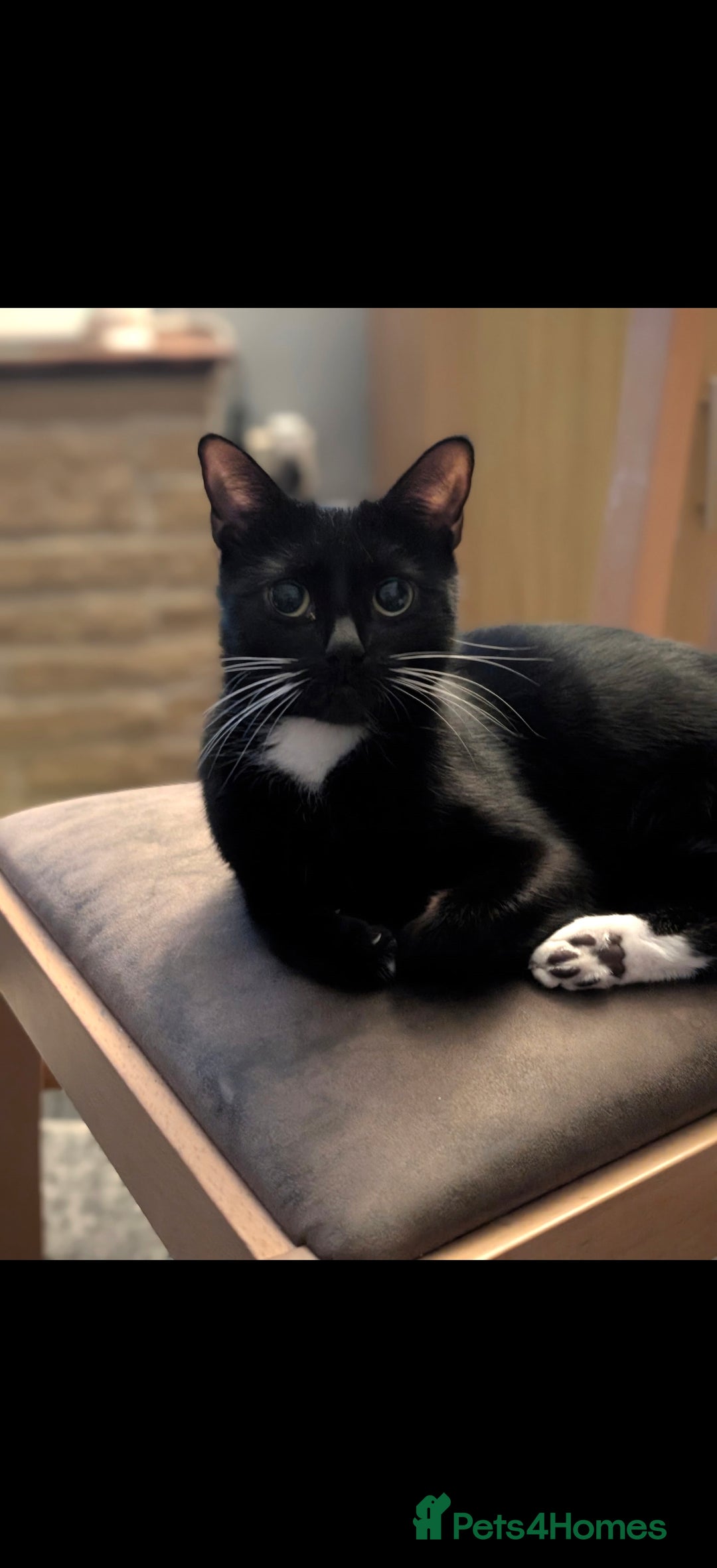 Mixed Breed cats for sale: Female kittens  - Advert 6