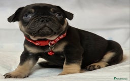 French Bulldog dogs for sale: TOP QUALITY KC REG FRENCHIES AVAILABLE  - Image 31