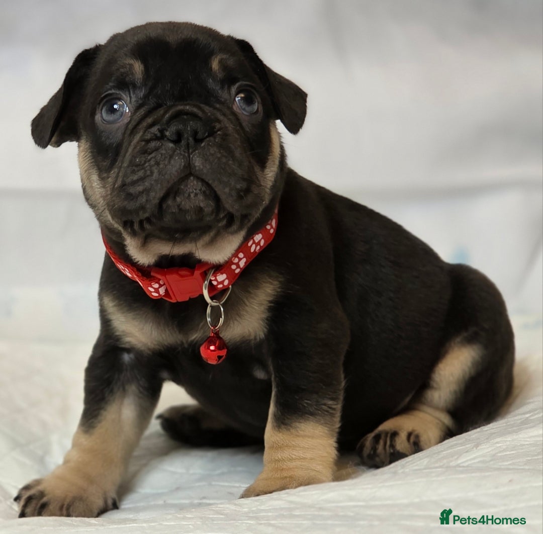 French Bulldog dogs for sale: TOP QUALITY KC REG FRENCHIES AVAILABLE  - Image 31