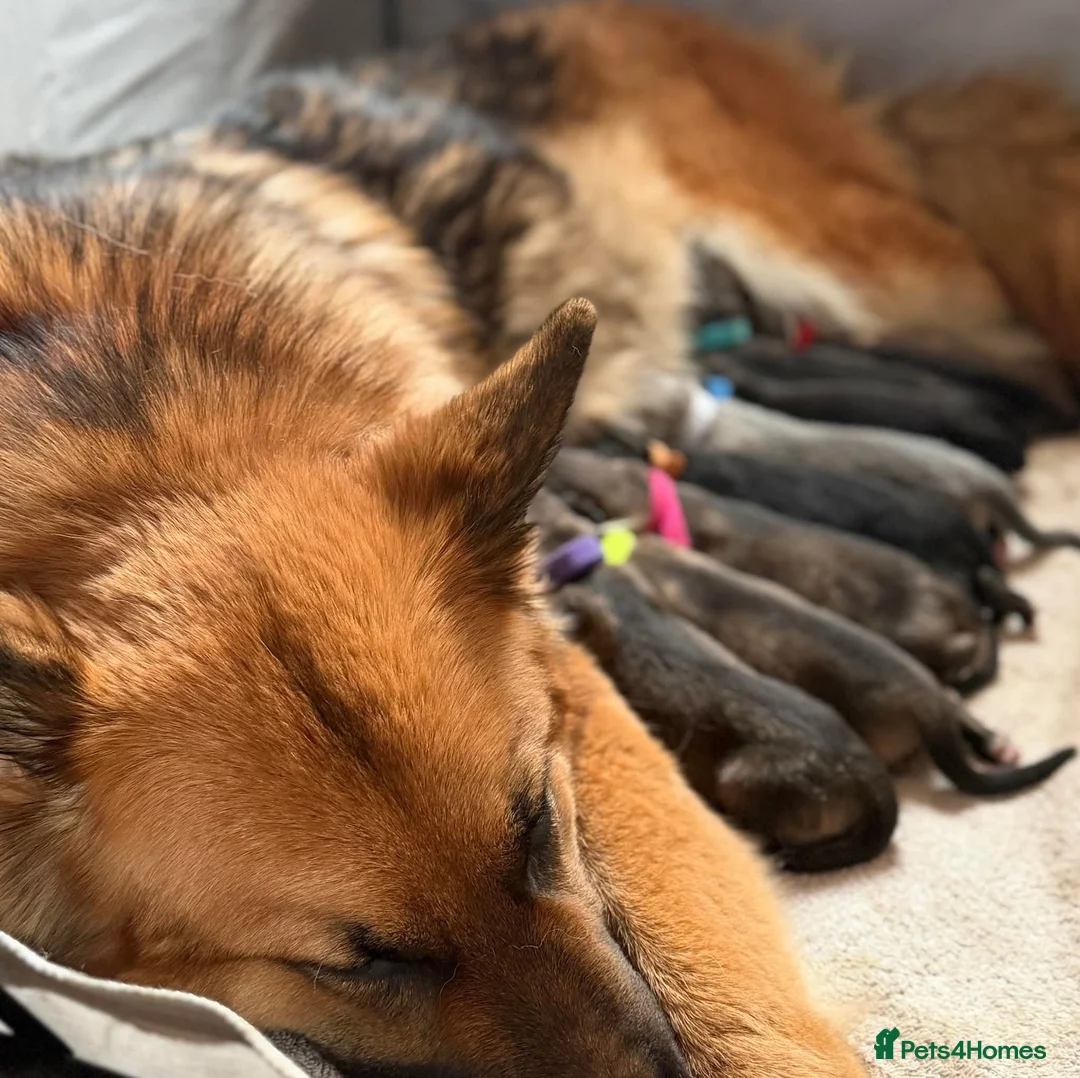 German Shepherd dogs for sale: German Shepherd Puppies - Advert 1