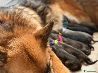 German Shepherd dogs German Shepherd Puppies - Advert 4