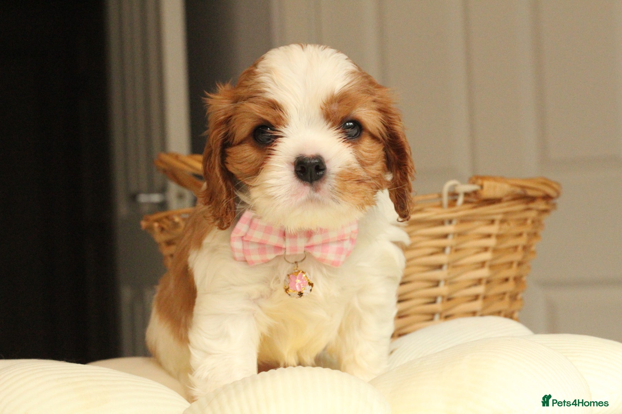 Cavalier King Charles Spaniel dogs Last Boy KC reg TOP standard CKCS  - Advert 1