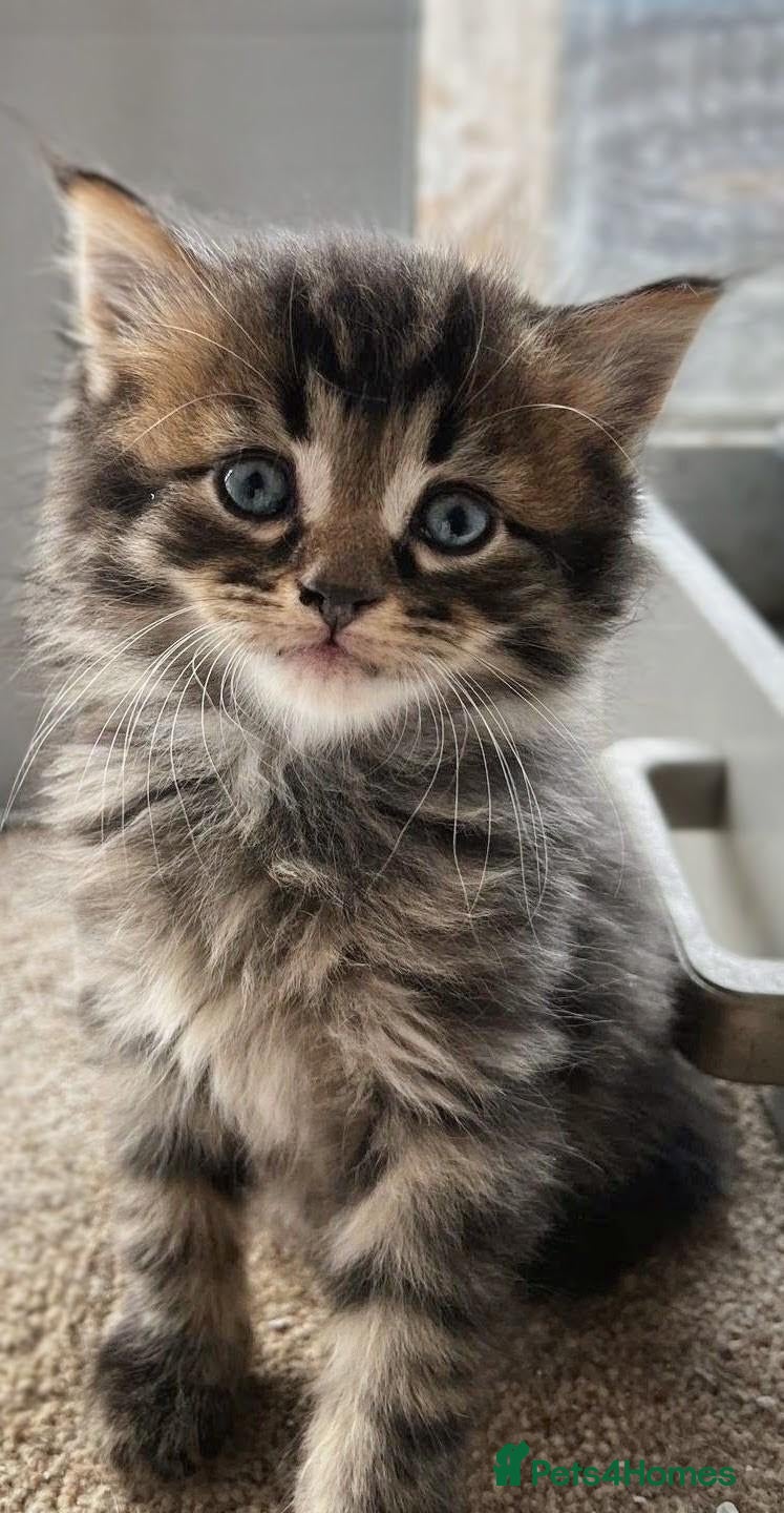 Maine Coon cats Stunning Maine coon kitten's - Advert 12