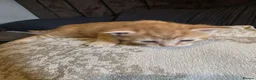 Mixed Breed cats for sale: Beautiful ginger kittens for SALE in Bradford - Advert 14