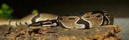 Python Snake reptiles for sale: 2 Royal Pythons  - Advert 1