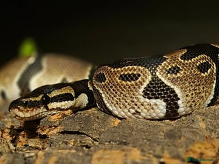 Python Snake reptiles 2 Royal Pythons - Advert 1