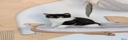British Shorthair cats for sale: GCCF Registered British Shorthair  - Advert 16