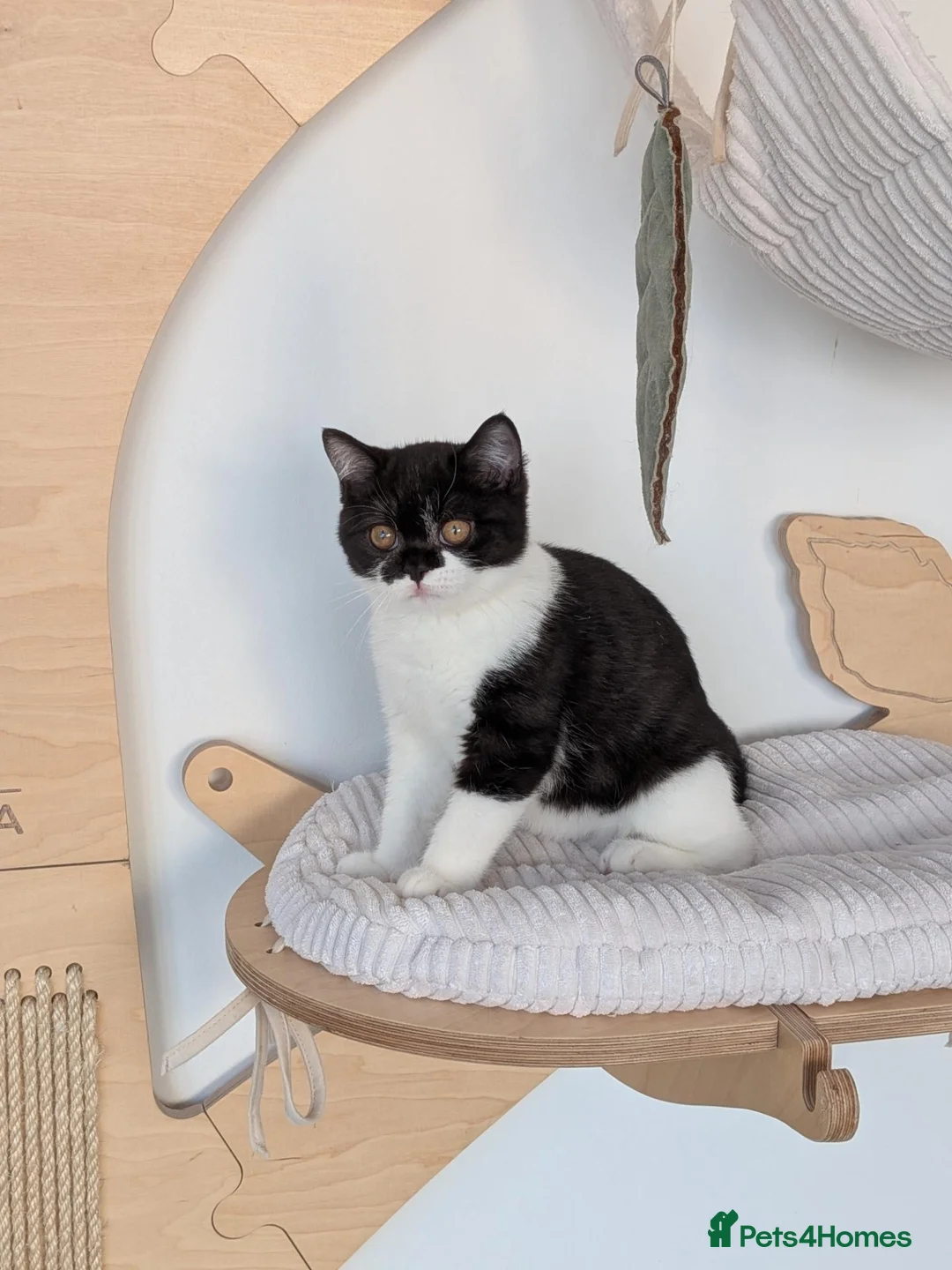 British Shorthair cats for sale: GCCF Registered British Shorthair  - Advert 16
