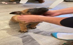 Belgian Shepherd Dog dogs for sale: Belgian shepereds puppies  - Image 17