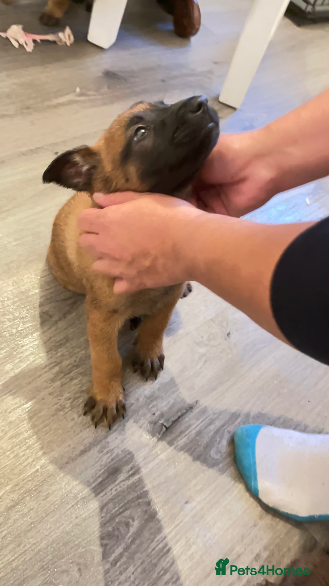 Belgian Shepherd Dog dogs for sale: Belgian shepereds puppies  - Image 17