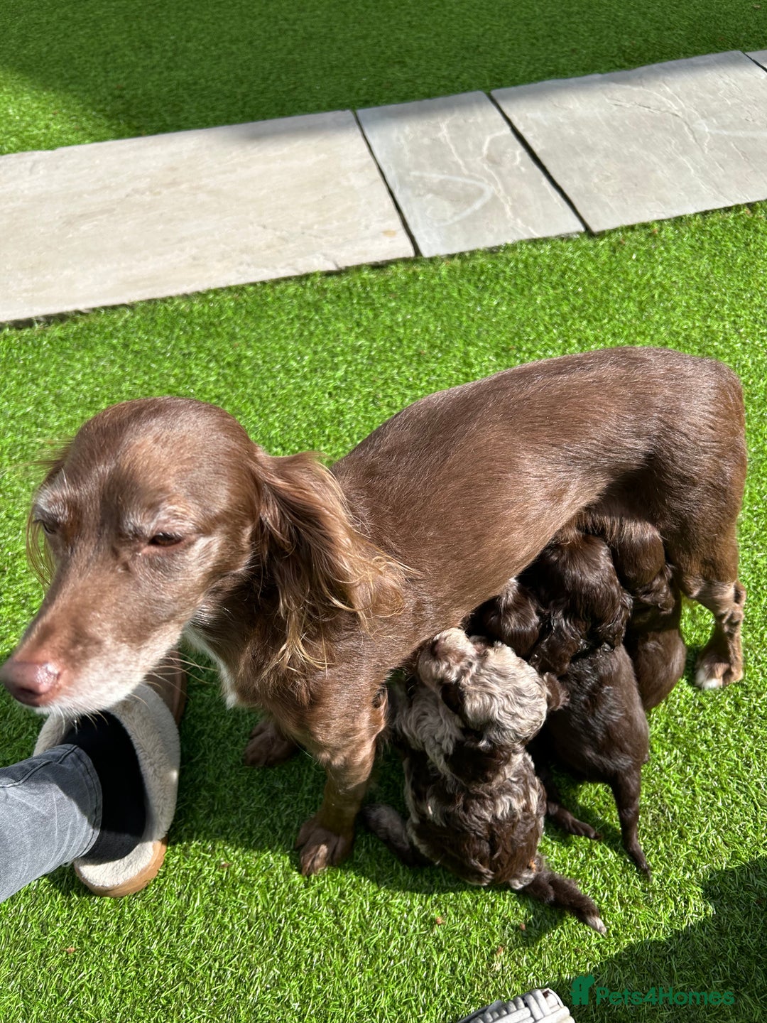 Cockapoo dogs for sale: F2 Toy Cockapoos, Two chocolate boys left - Image 12