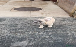 French Bulldog dogs for sale: Stunning boys - Image 4