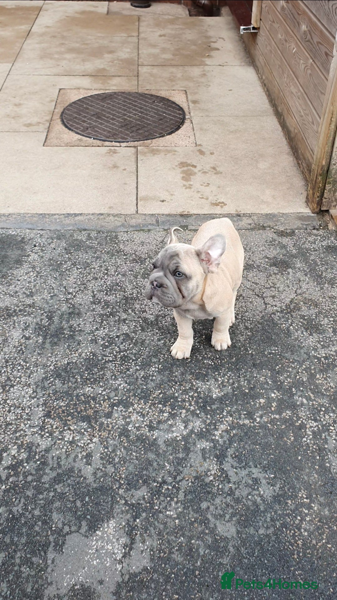 French Bulldog dogs for sale: Stunning boys - Image 4