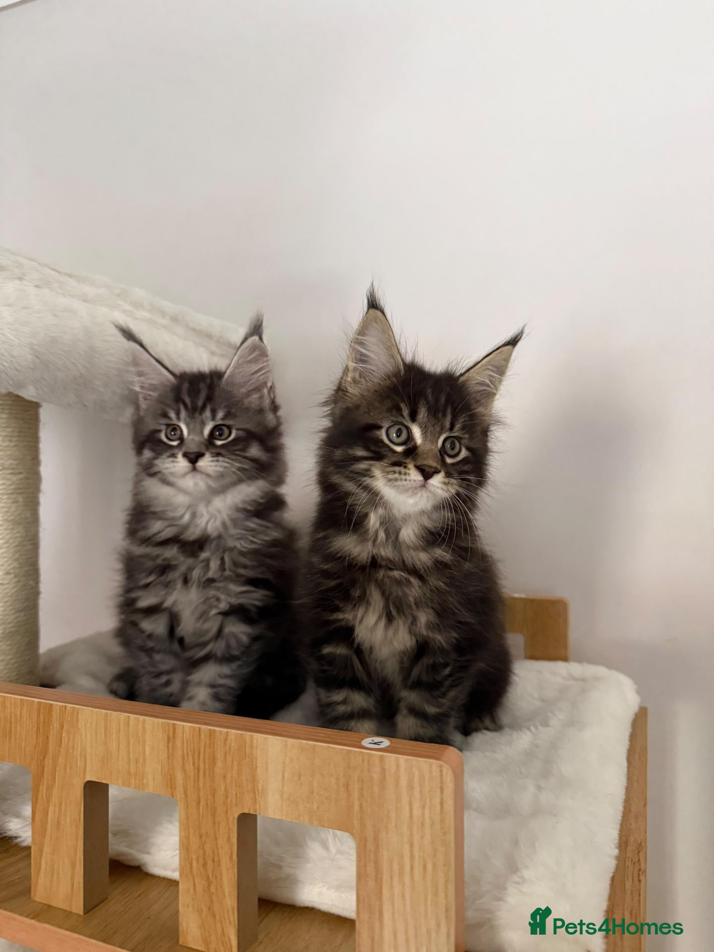 Maine Coon cats Beautiful Maine Coon kittens - Advert 2