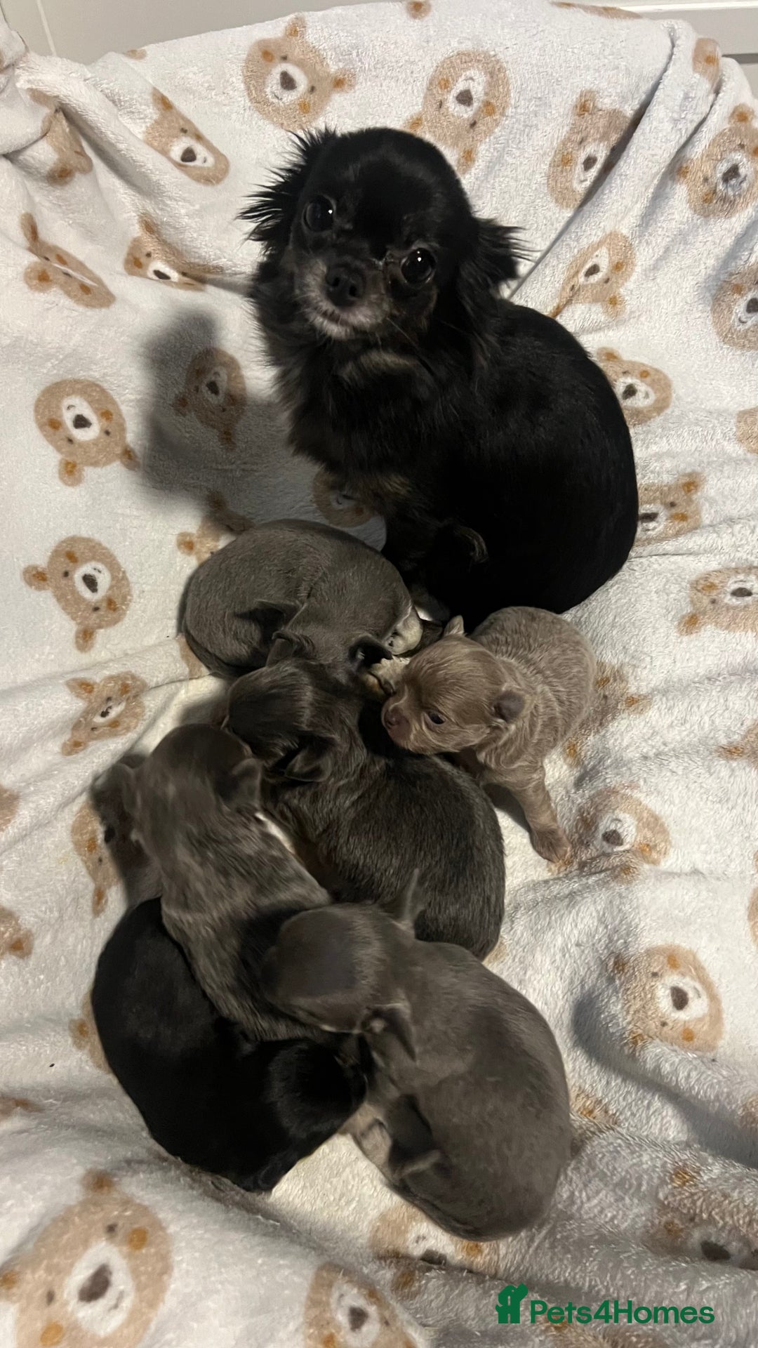 Chihuahua dogs for sale: Stunning Chihuahua Puppies ⭐️ - Advert 3