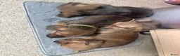 Mixed Breed dogs for sale: Dameranian puppies - Advert 6