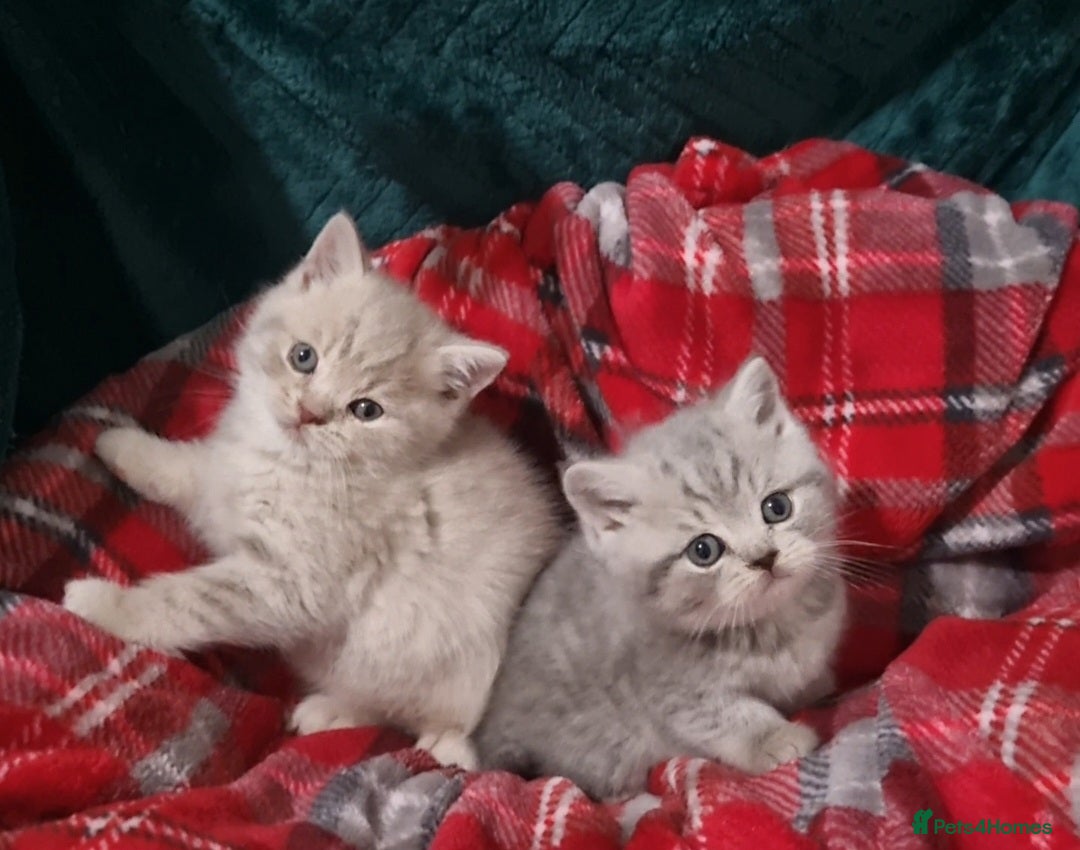 British Shorthair cats for sale: Blue & stripy, boys & girls ava British shorthairs in Eastbourne - Image 27