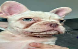 French Bulldog dogs for sale: READY NOW!! KC registered French bulldogs - Image 32