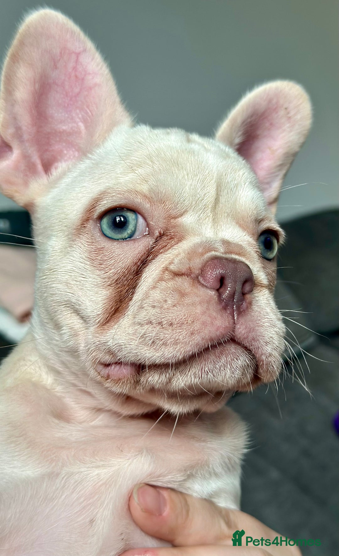 French Bulldog dogs for sale: READY NOW!! KC registered French bulldogs - Image 32