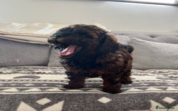 Cavapoo dogs for sale: Cavapoo puppy’s  - Image 6