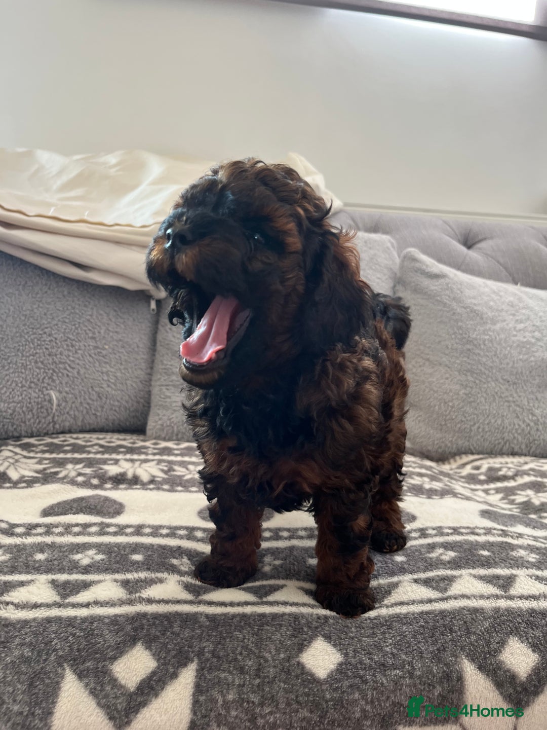 Cavapoo dogs for sale: Cavapoo puppy’s  - Image 6