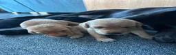 Labrador Retriever dogs for sale: KC Registered Labrador Pups - Advert 5