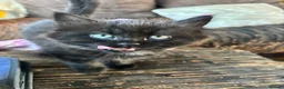 Mixed Breed cats for sale: 4 kittens ready for forever homes  - Advert 17