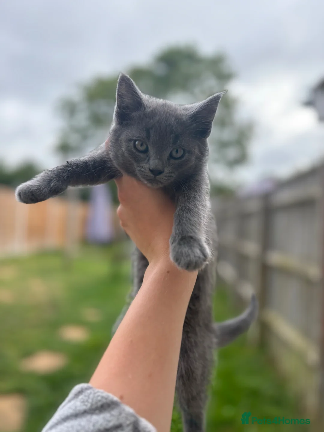Mixed Breed cats for sale: Beautiful kittens Available  - Advert 2