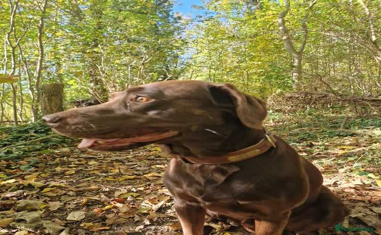 Labrador Retriever dogs - Advert 3
