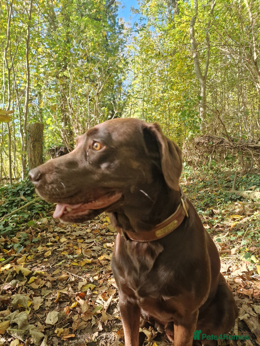 Labrador Retriever dogs for stud: KC registered proven boy from first time for stud - Advert 2