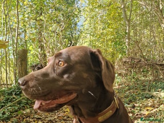 Labrador Retriever dogs - Advert 2