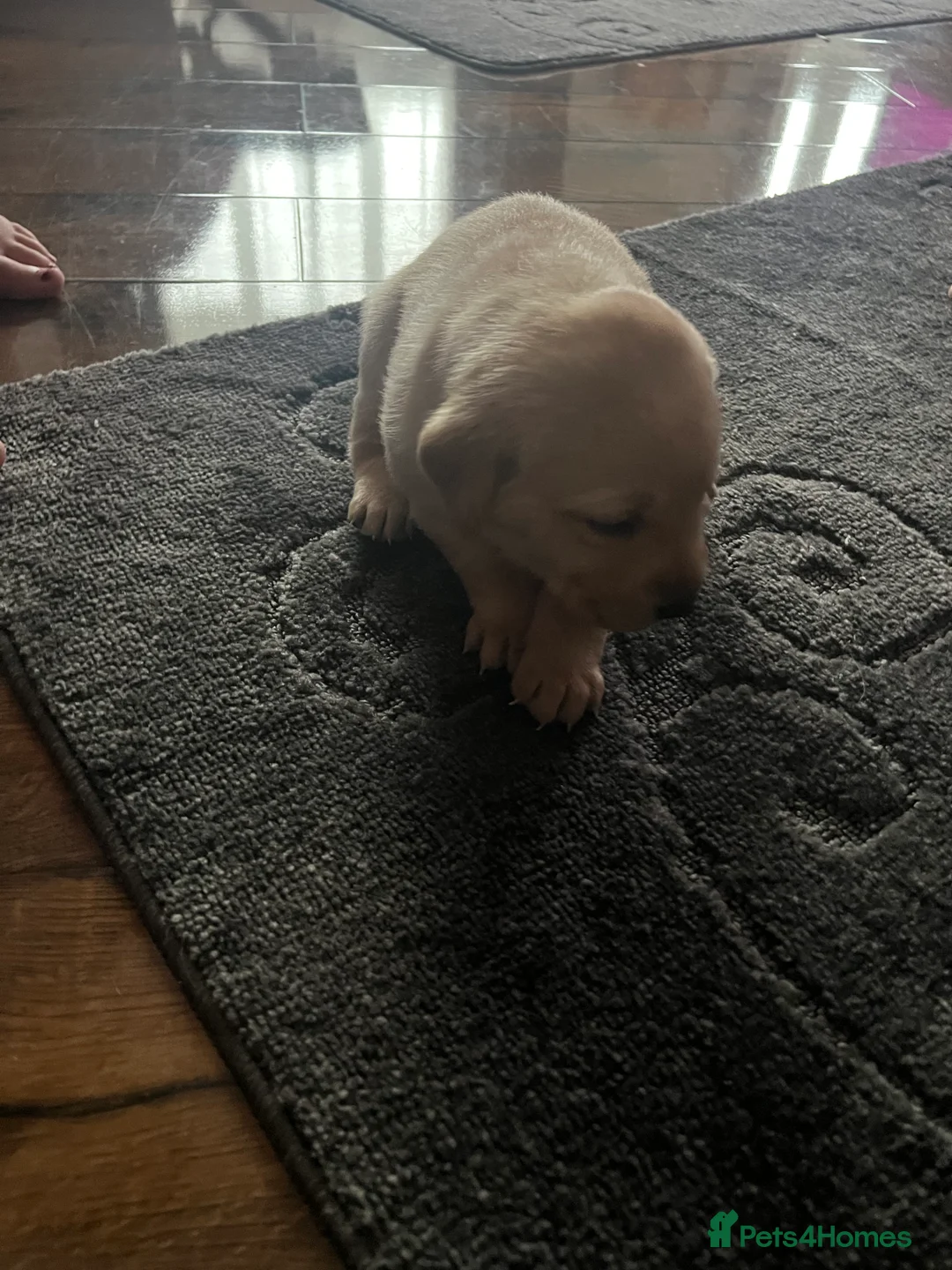 Labrador Retriever dogs for sale: Beautiful Labrador puppy’s  - Advert 20