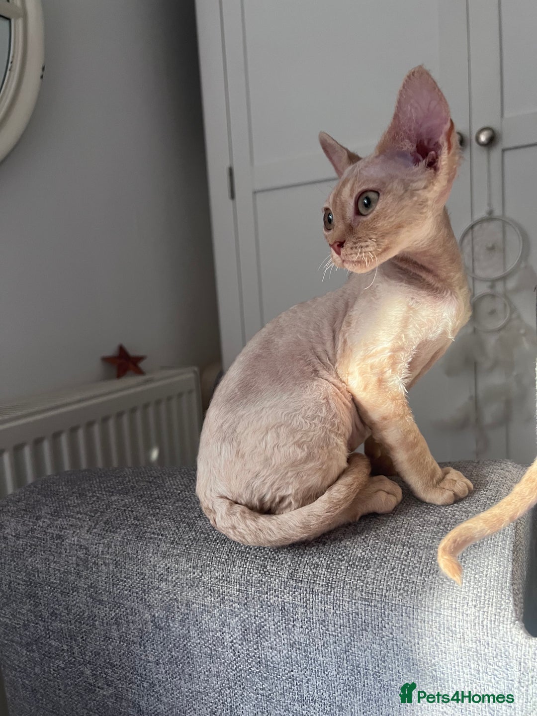 Devon Rex cats for sale: 1 girl left. Stunning Devon Rex GCCF kittens  - Image 19