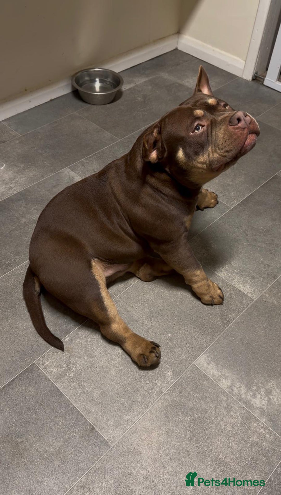 American Bully dogs for sale: Beautiful,Chocolate  American bully pocket  - Advert 5