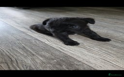 Mixed Breed dogs for sale: Gorgeous Border/Patterdale bitch - Image 3