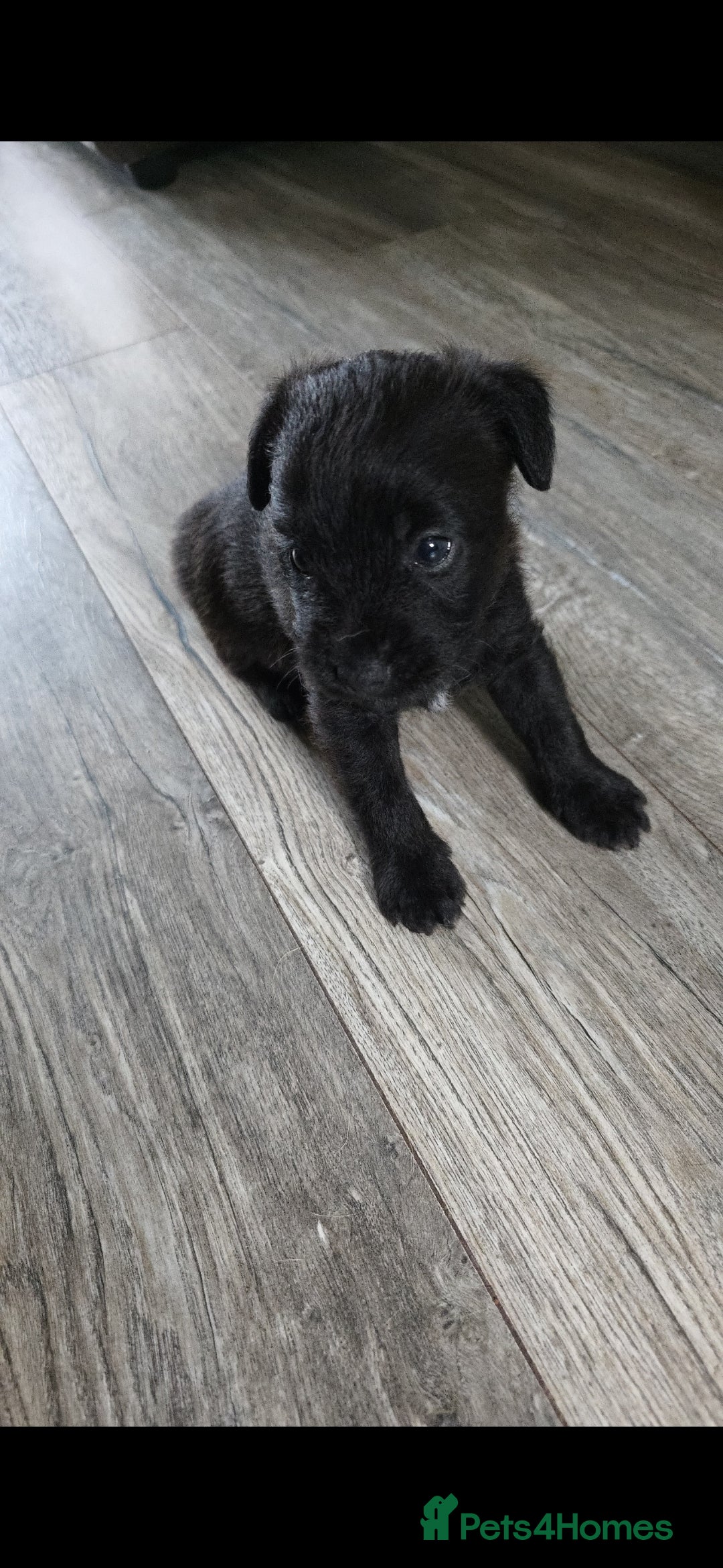 Mixed Breed dogs for sale: Gorgeous Border/Patterdale bitch - Image 3