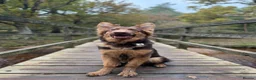 German Shepherd dogs for sale: German shepherd male 2 years old  - Advert 7