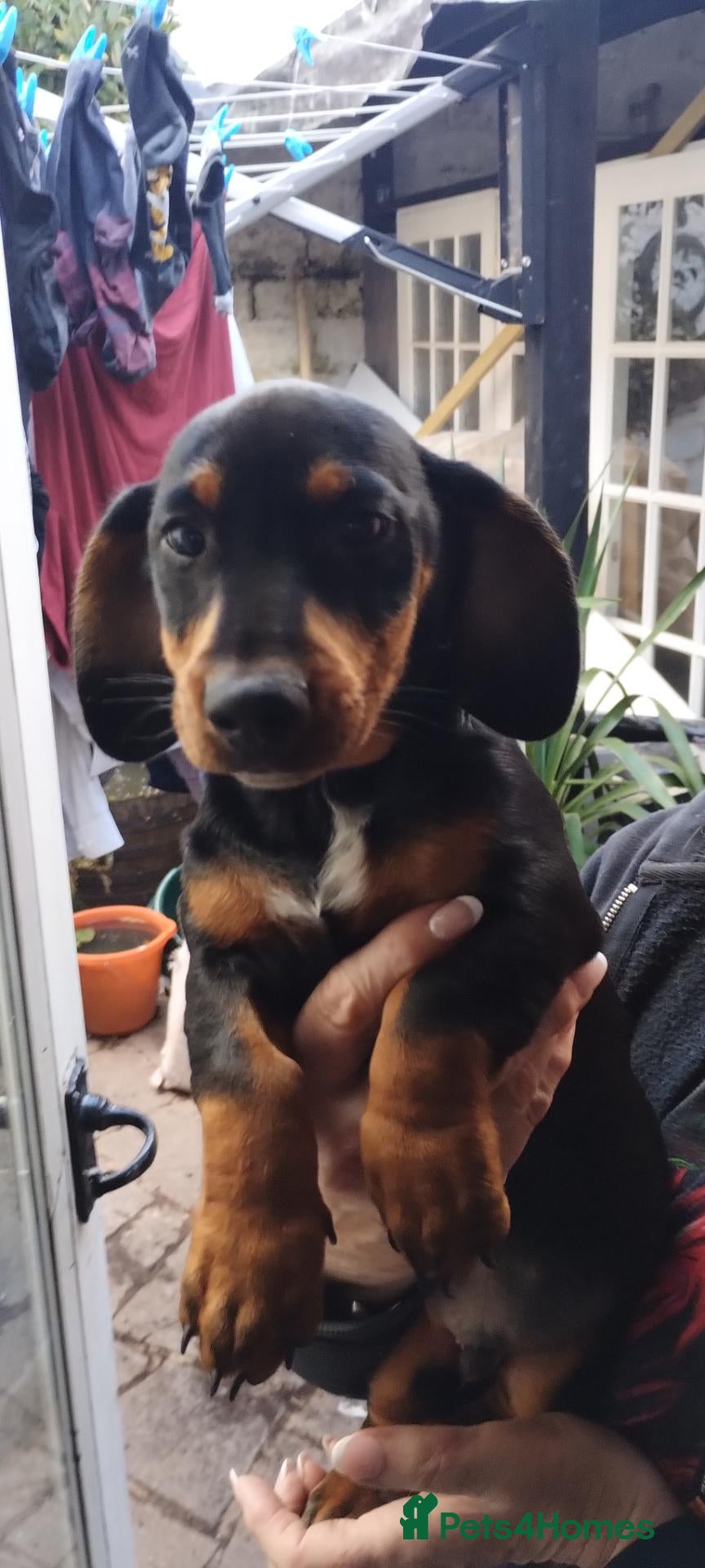 Dachshund dogs Dachsund male puppy for sale. - Advert 2