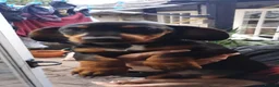 Dachshund dogs for sale: Dachsund male puppy for sale. in Crediton - Advert 1