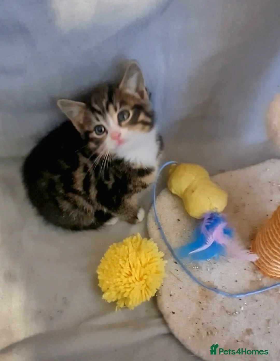 British Longhair cats for sale: Beautiful kittens - Advert 1