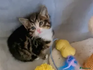 British Longhair cats Beautiful kittens - Advert 7